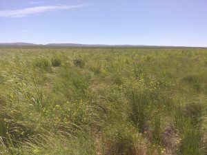 <em>A CREP field in the Spring in Twin Falls County</em>